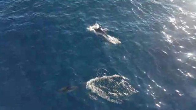 'Mavi Vatan Tatbikatı'nda savaş gemileriyle top atışı (3)