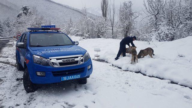 Jandarmadan sokak hayvanlarına yiyecek