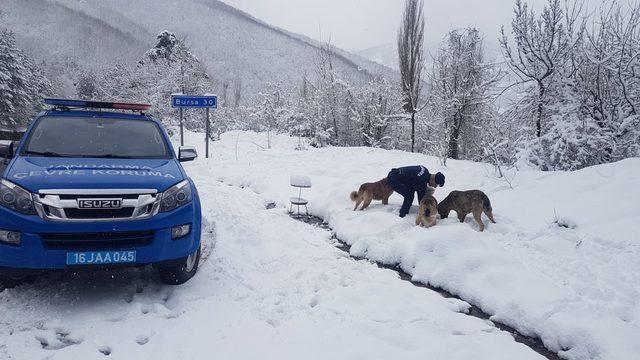 Jandarmadan sokak hayvanlarına yiyecek