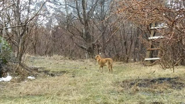 Aracın çarptığı köpek tedavi altına alındı