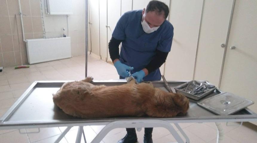 Aracın çarptığı köpek tedavi altına alındı