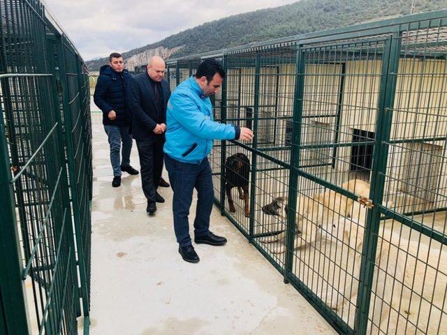 Yaralı yavru kediye sahip çıkıldı