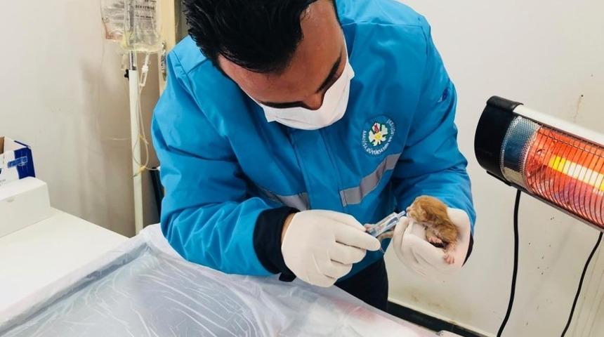 Yaralı yavru kediye sahip &ccedil;ıkıldı