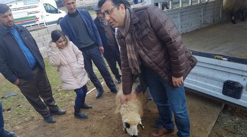 Siirtli gen&ccedil; &ccedil;ift&ccedil;ilere 306 adet k&uuml;&ccedil;&uuml;kbaş hayvan dağıtıldı