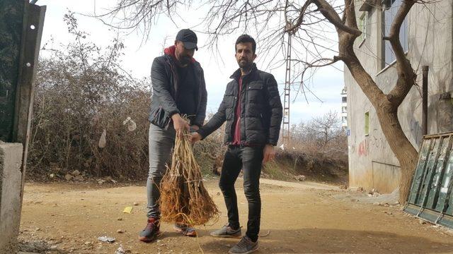 Sason’da ipek böceği yetiştiricilerine 2 bin adet dut fidanı dağıtıldı