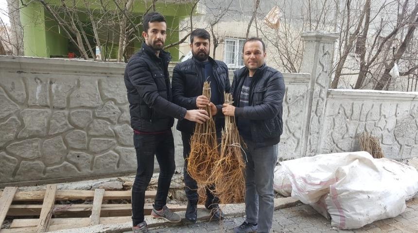 Sason&rsquo;da ipek b&ouml;ceği yetiştiricilerine 2 bin adet dut fidanı dağıtıldı