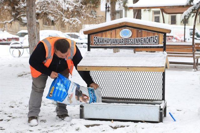 Sokak hayvanları için beslenme odaklarına mama bırakıldı