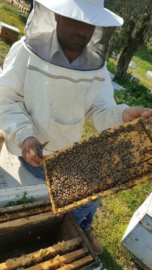 2019 yılı arı fiyatları açıklandı