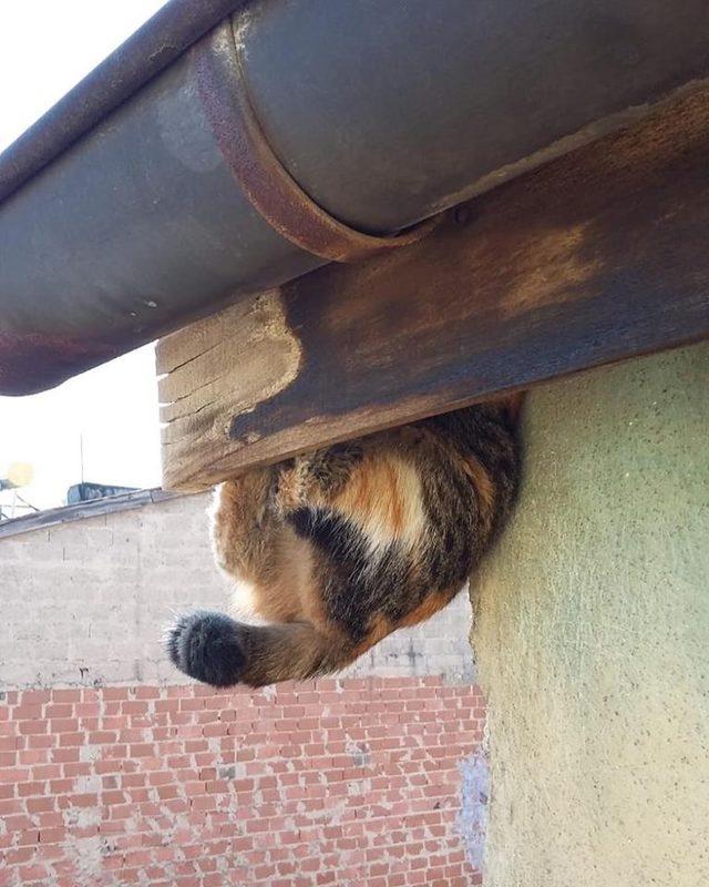 Elazığ’da çatı boşluğuna sıkışan kedi kurtarıldı