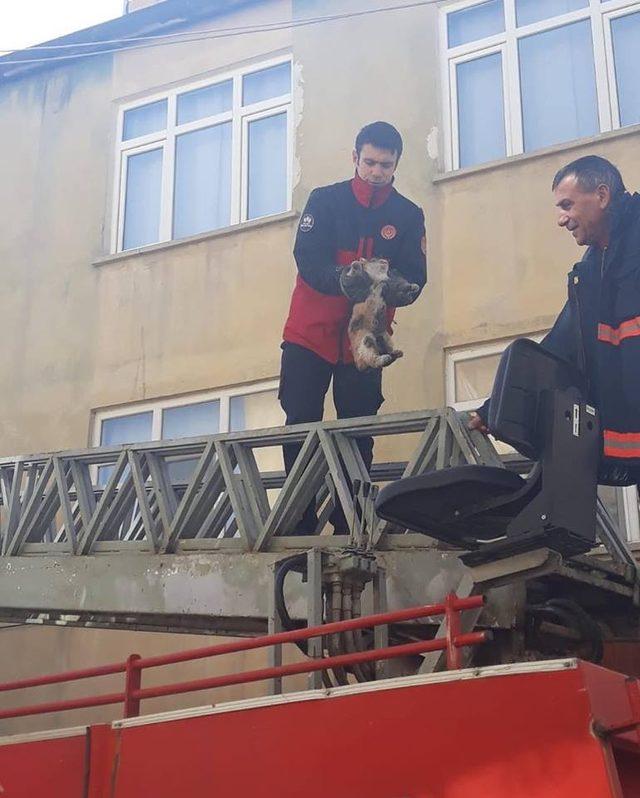 Elazığ’da çatı boşluğuna sıkışan kedi kurtarıldı