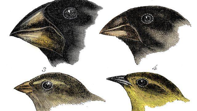 Darwin Galapagos adalarında ispinoz kuşlarının, gagalarında meydana gelen farklılaşma ile birbirinden ayrılmaya başladığını gözlemlemiş ve dört ayrı ispinoz türünü çizmişti