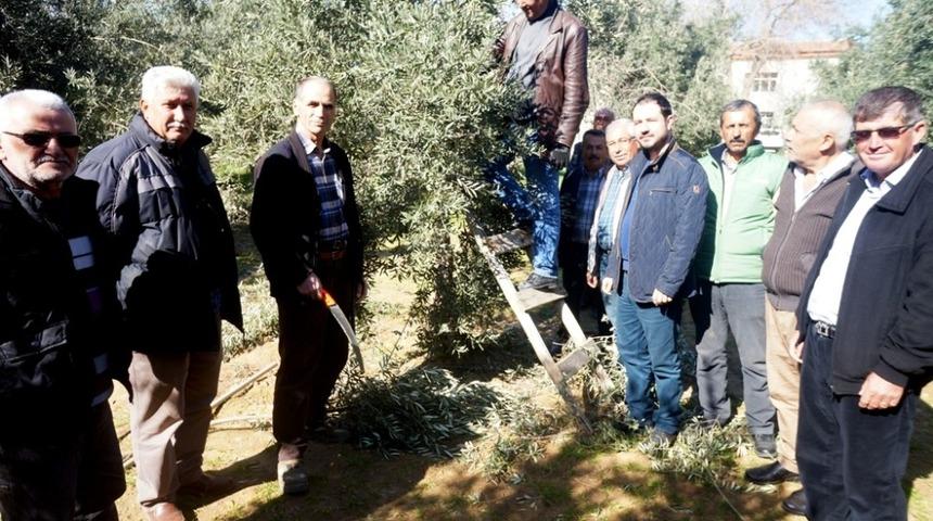 Sarıg&ouml;l&rsquo;de zeytin budama eğitimi