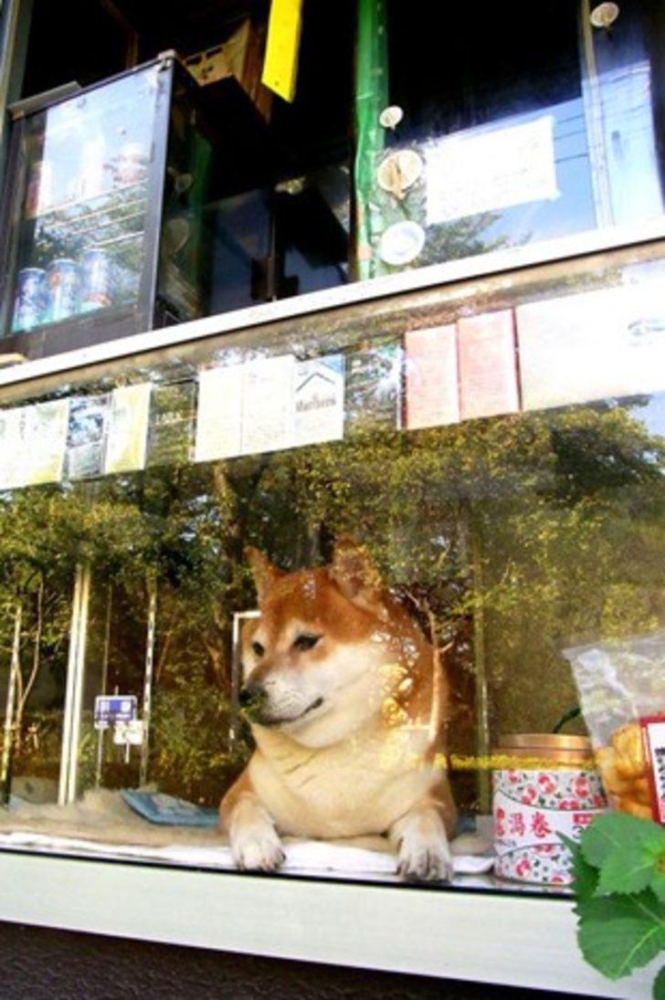 Kendi elleriyle köpek maskesi Kendi elleriyle köpek maskesi