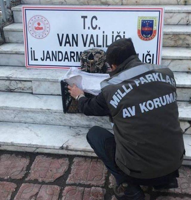 Van’da kafes avcısına ceza