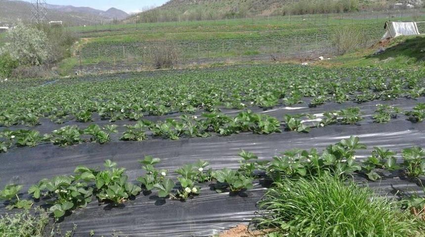 Sason&rsquo;da 97 aileye &ccedil;ilek bah&ccedil;esi kurulacak