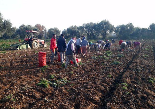 Ödemişli patates üreticileri bir yandan hasat bir yandan ekim yapıyor