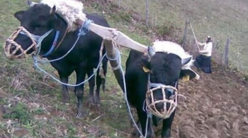 Ordu&rsquo;da karasaban hala g&ouml;zde