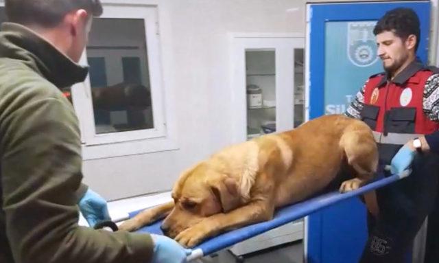 Silivri'de tüfekle vurulan köpek sağlığına kavuştu