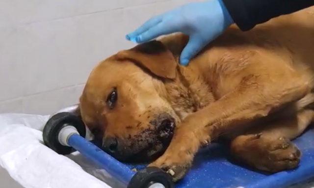 Silivri'de tüfekle vurulan köpek sağlığına kavuştu