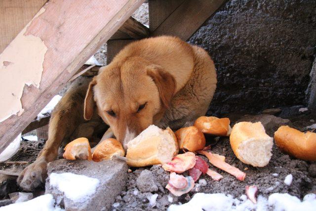 Bir yavrusu donan köpek, diğer yavrularının yanından ayrılmıyor