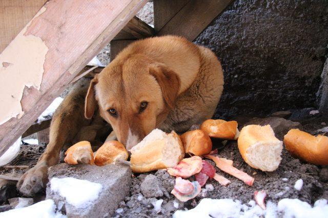 Bir yavrusu donan köpek, diğer yavrularının yanından ayrılmıyor