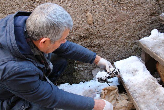 Bir yavrusu donan köpek, diğer yavrularının yanından ayrılmıyor