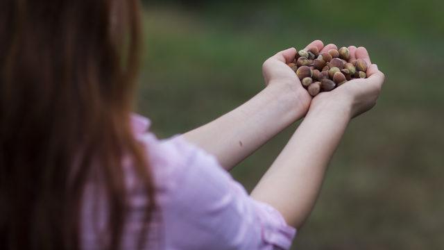 Ferrero Fındık’tan Türkiye’ye 150 milyon liralık yatırım