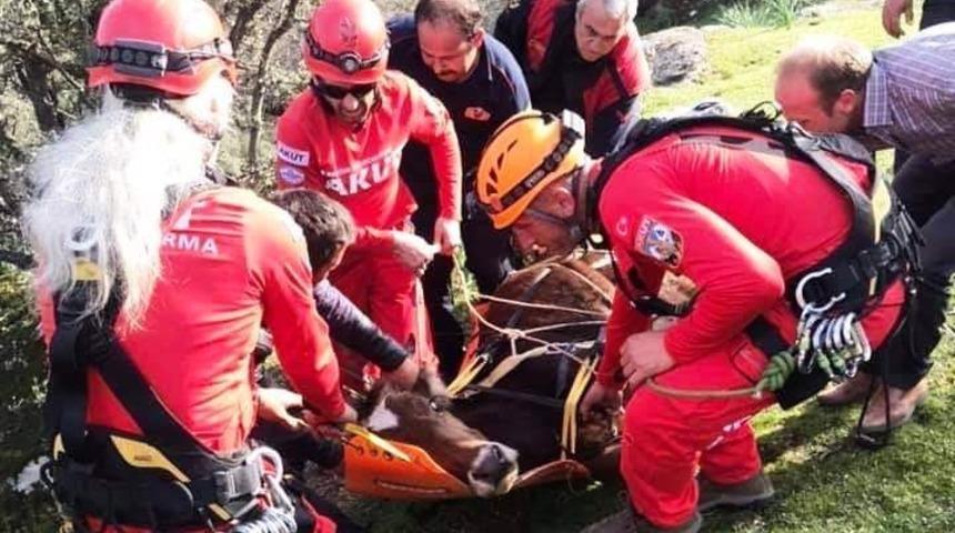 AKUT ve itfaiye kayalıklara d&uuml;şen inek ve buzağısı i&ccedil;in seferber oldu