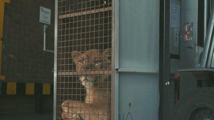 Turkish Cargo, sirk aslanlarını doğal yaşam alanlarına ücretsiz taşıdı  G3