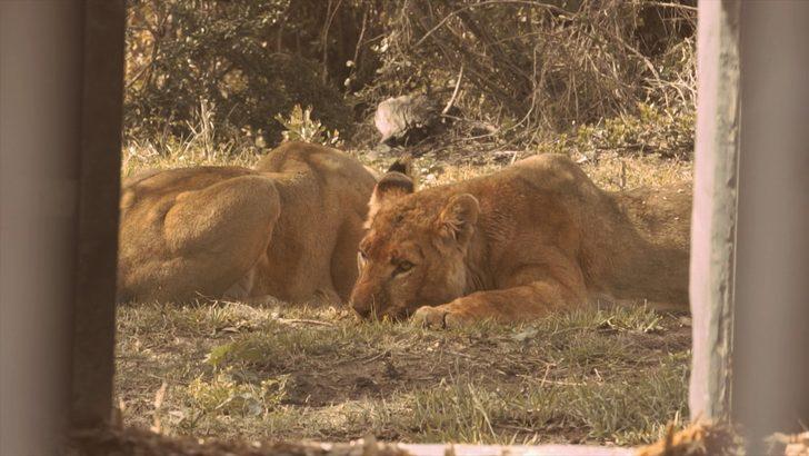 Turkish Cargo, sirk aslanlarını doğal yaşam alanlarına ücretsiz taşıdı  G4