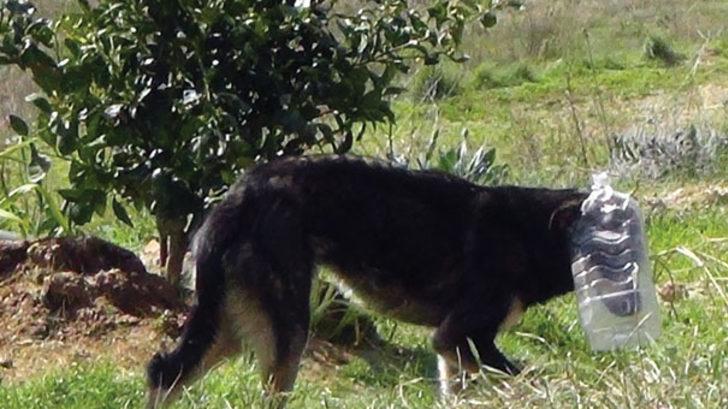 3 gündür bu haldeydi! Sonunda kurtuldu G4