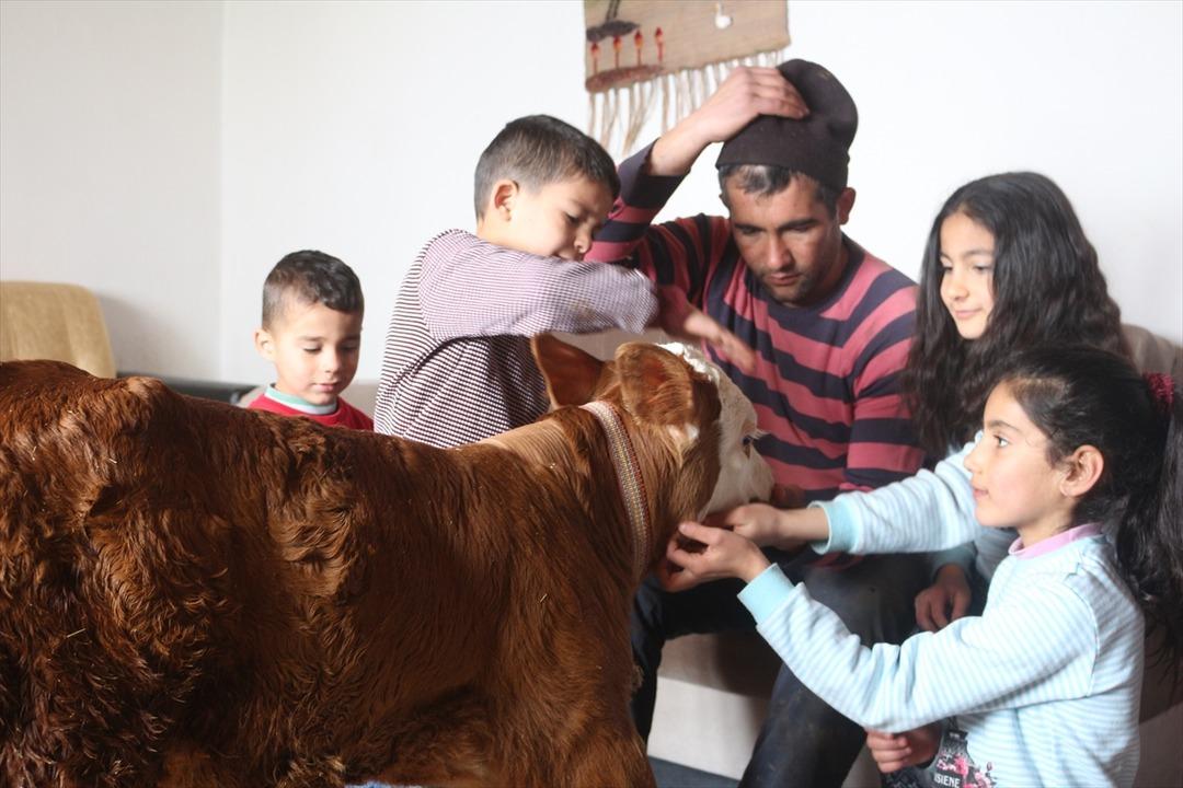 Ayağı kesilen buzağıya evde bakıyorlar 