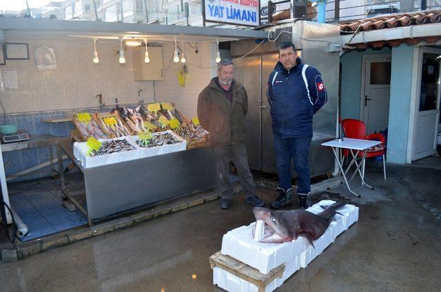 (Özel) Bursa’da balıkçı ağlarına dev köpek balığı takıldı