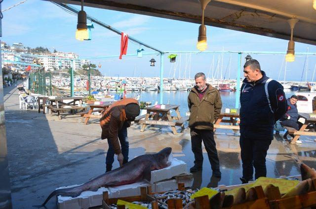 (Özel) Bursa’da balıkçı ağlarına dev köpek balığı takıldı