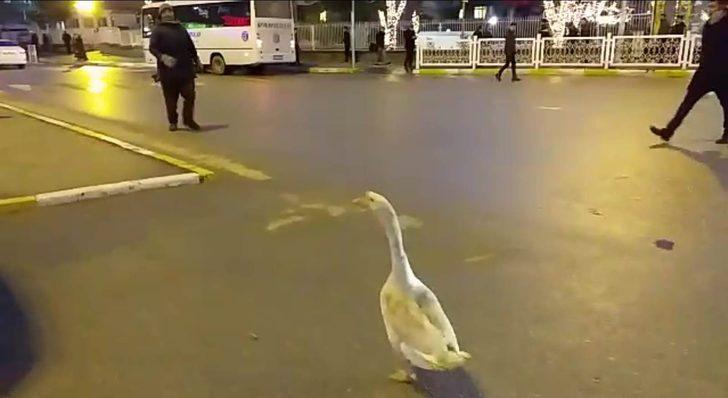  Sahibinin elinden kaçtı, trafiği birbirine kattı G2