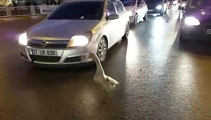 Sahibinin elinden kaçtı, trafiği birbirine kattı