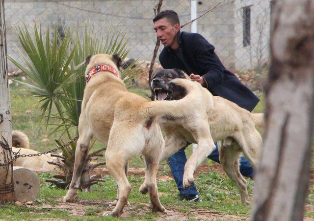 Güçlü ve iri cüsseli 'guregh' köpekleri, otomobil fiyatına satılıyor