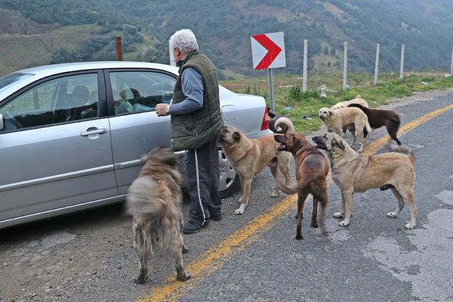 Emekli öğretmen, hayatını sokak hayvanlarına adadı