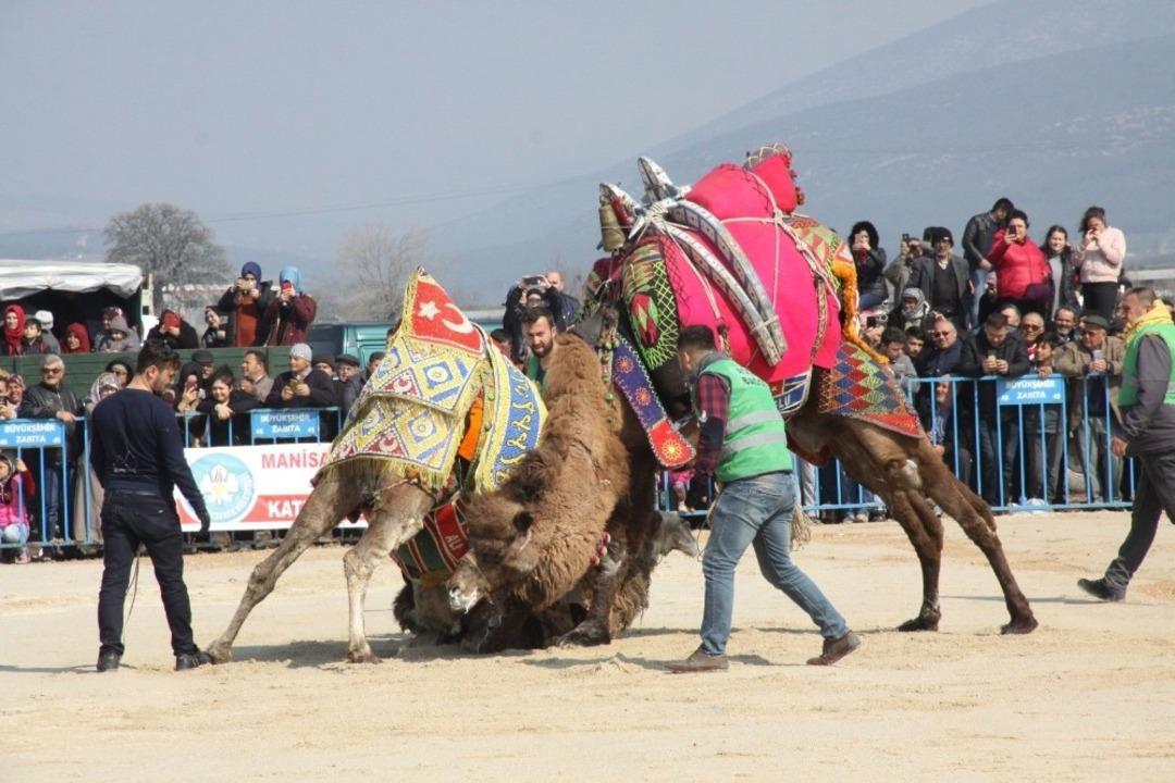 Paşak&ouml;y&rsquo;de kıran kırana deve g&uuml;reşi