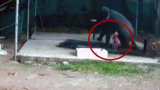 Korkunç olay! Aniden çöken filin altında kaldı