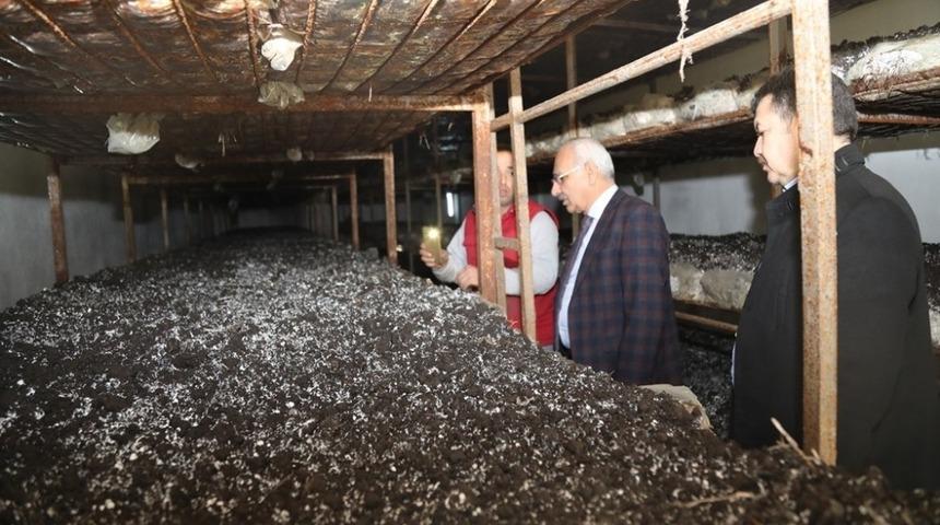 Gen&ccedil; girişimcinin mantar başarısı