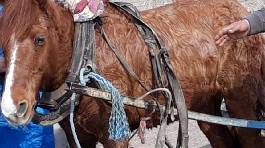 At hırsızı yakalandı