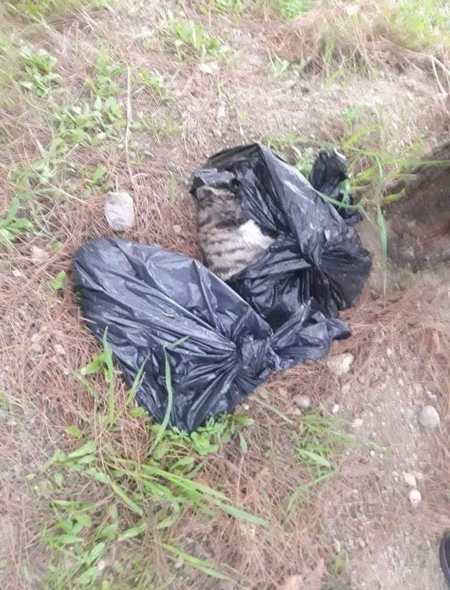 Çöp poşetinin içinde ölü bulunan kediler uzun zaman önce atılmış