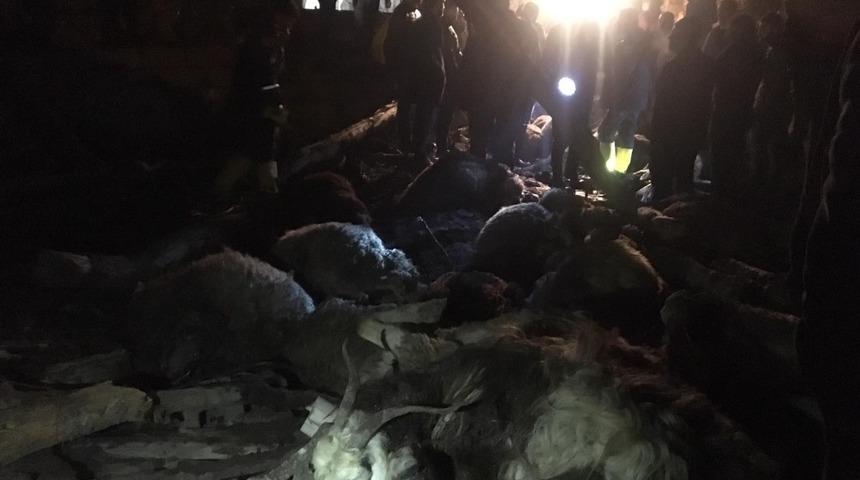 Muş’ta ahır çöktü, 130 küçükbaş hayvan telef oldu