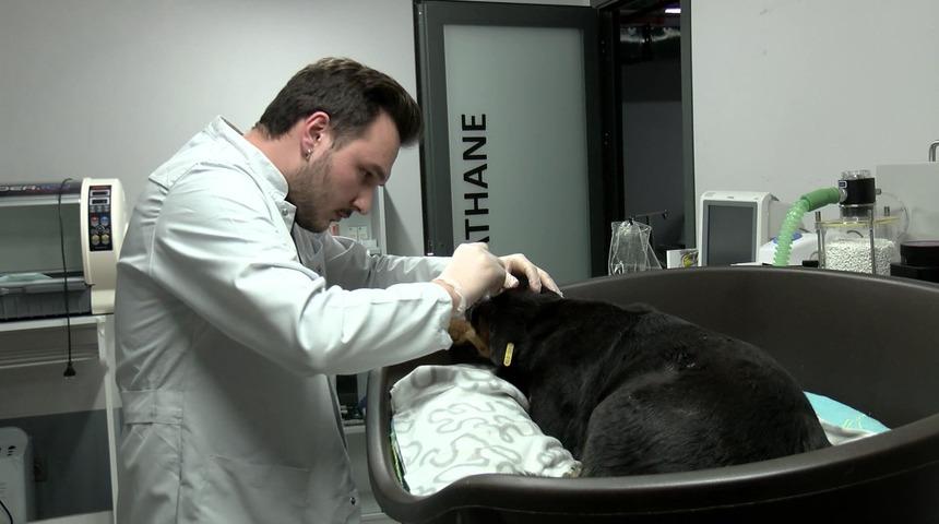 Bunun adı canilik! Havlama sesinden rahatsız oldu, k&ouml;peği başından vurdu