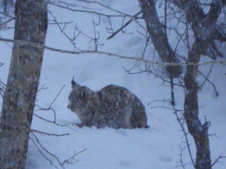Erzurum'da vaşak görüntülendi! O anları böyle anlattı G2
