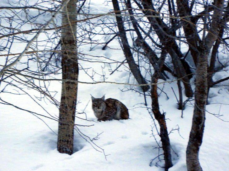 Erzurum'da vaşak görüntülendi! O anları böyle anlattı G3