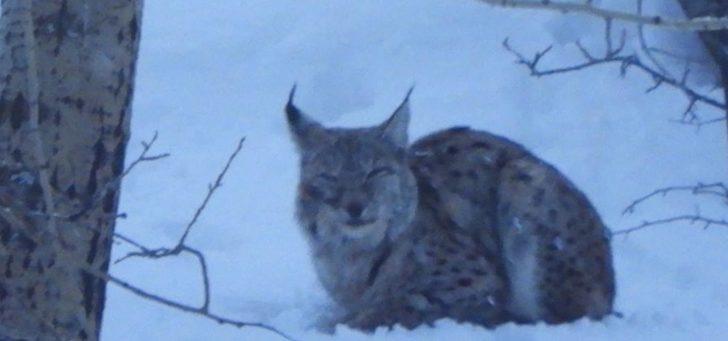 Erzurum'da vaşak görüntülendi! O anları böyle anlattı G4