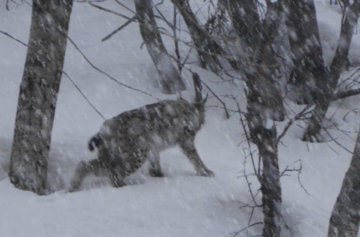 Erzurum'da vaşak görüntülendi! O anları böyle anlattı G5