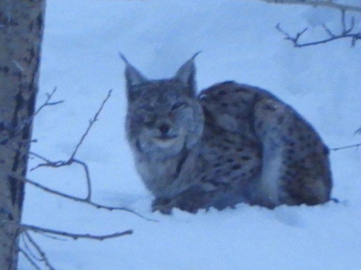 Erzurum'da vaşak görüntülendi! O anları böyle anlattı G1